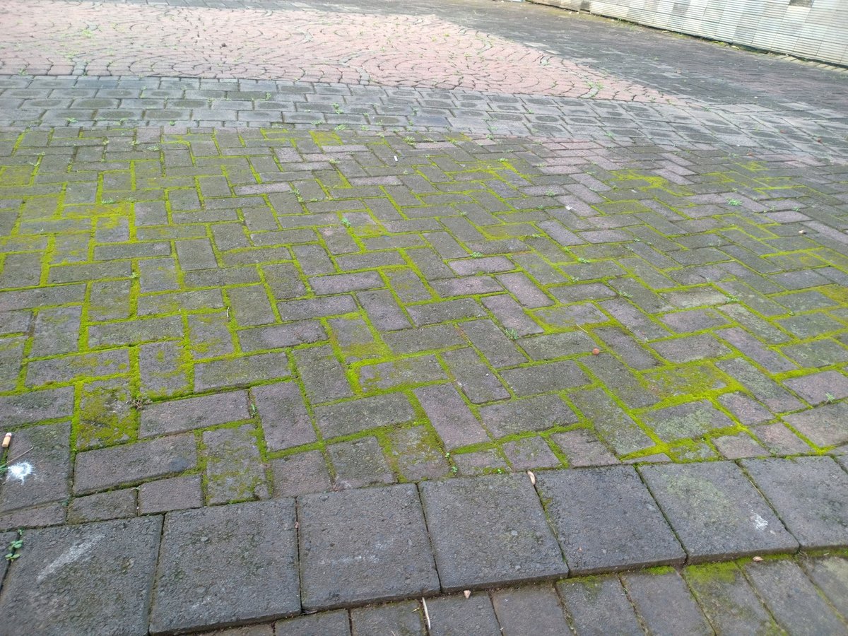 Moss covered brick paving stones with green algae in the joints on an outdoor walkway